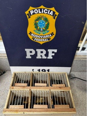 Conquista: Polícia Rodoviária Federal resgata animais vítimas de maus tratos na BR-116